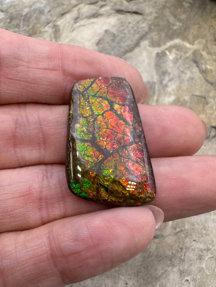 Flashy Ammolite (Canada) 19x31mm 25.5cts