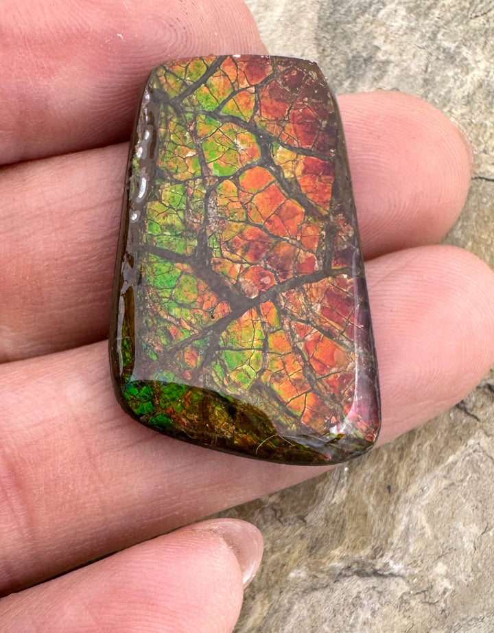 Flashy Ammolite (Canada) 19x31mm 25.5cts