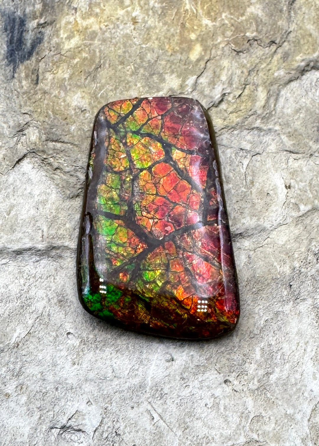 Flashy Ammolite (Canada) 19x31mm 25.5cts