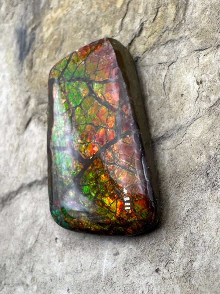 Flashy Ammolite (Canada) 19x31mm 25.5cts