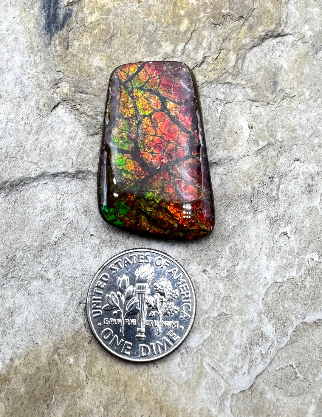 Flashy Ammolite (Canada) 19x31mm 25.5cts