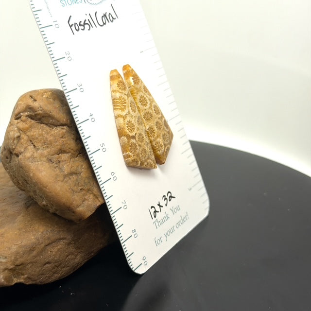 AAA+ Fossil Coral Matching Earring Slab Bead Pair 12x32mm