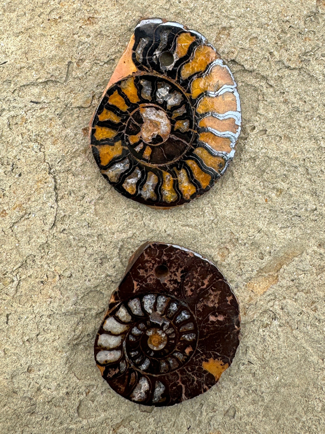 Ammonite Fossil Focal Bead Select one stone - Montana Moss