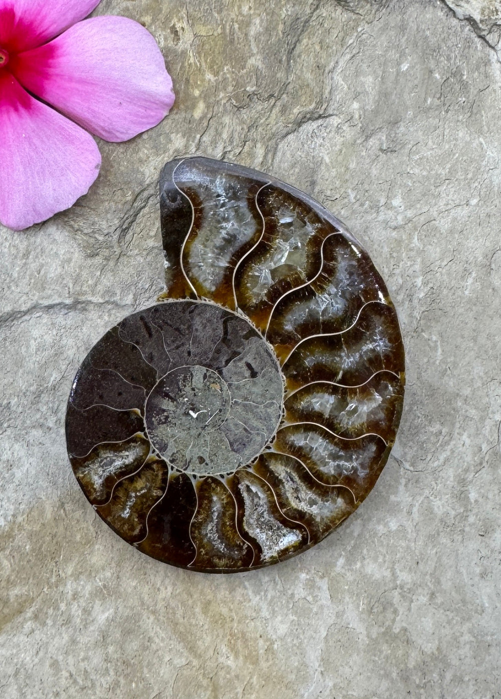 Ammonite Fossil Half BIG 45x58mm - Simbercite Ammonite