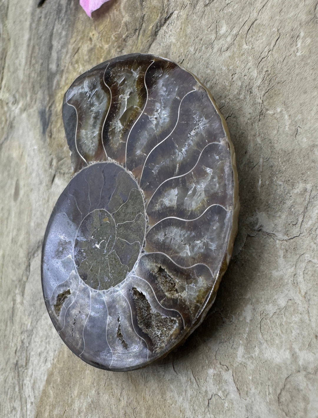 Ammonite Fossil Half BIG 45x58mm - Simbercite Ammonite