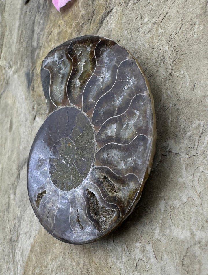Ammonite Fossil Half BIG 45x58mm - Simbercite Ammonite