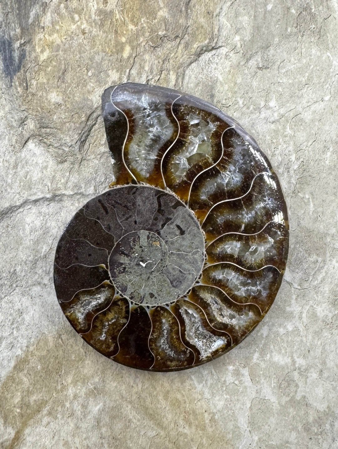 Ammonite Fossil Half BIG 45x58mm - Simbercite Ammonite
