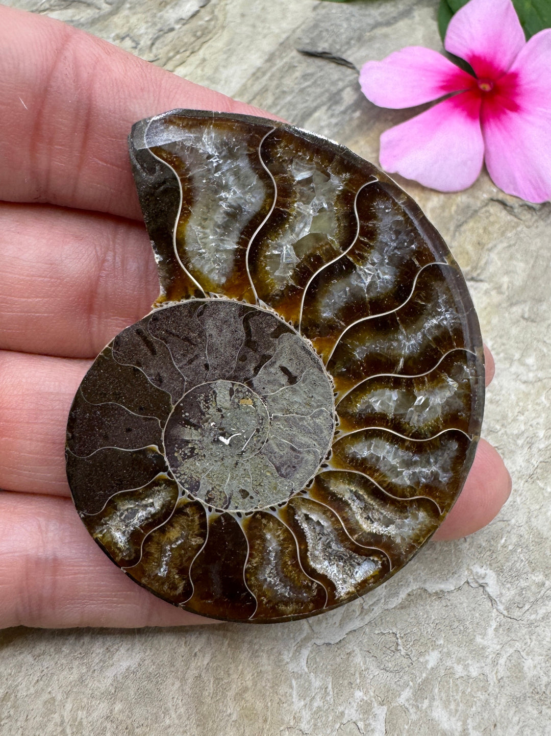 Ammonite Fossil Half BIG 45x58mm - Simbercite Ammonite