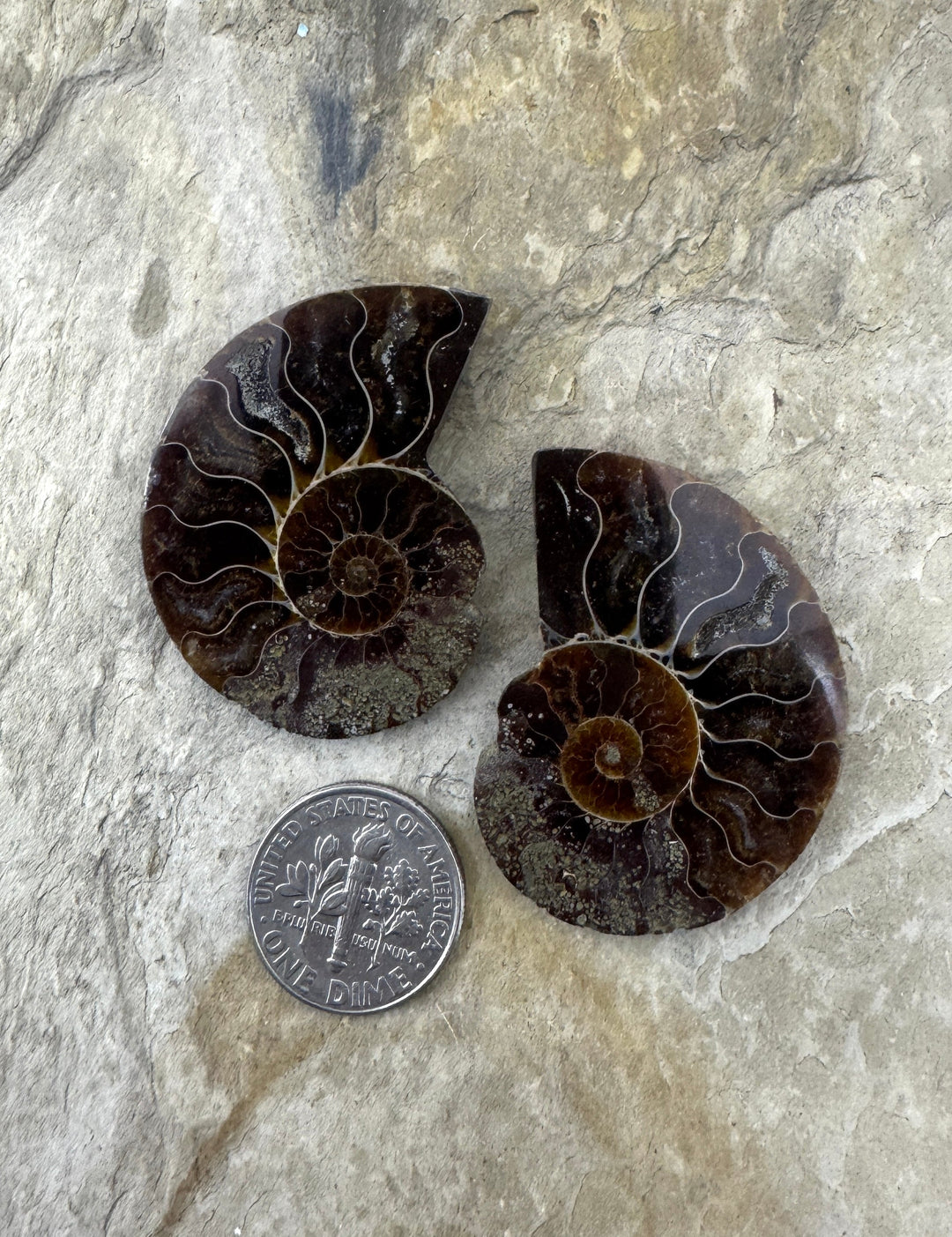 Ammonite Fossil Pair 28x39mm - Simbercite Ammonite