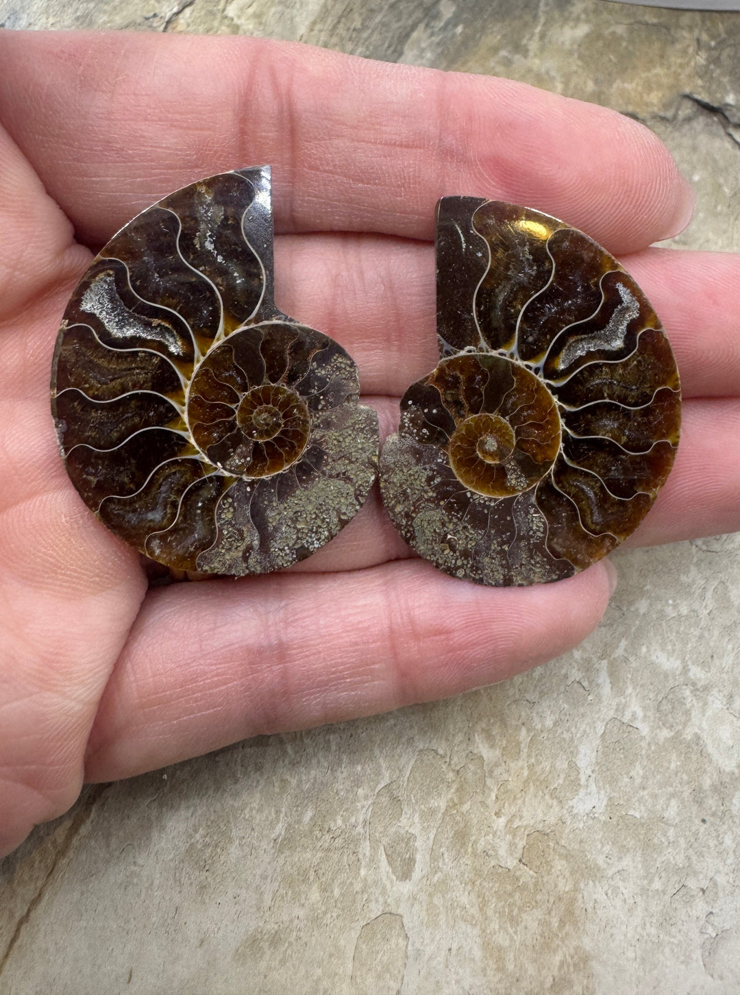 Ammonite Fossil Pair 28x39mm - Simbercite Ammonite