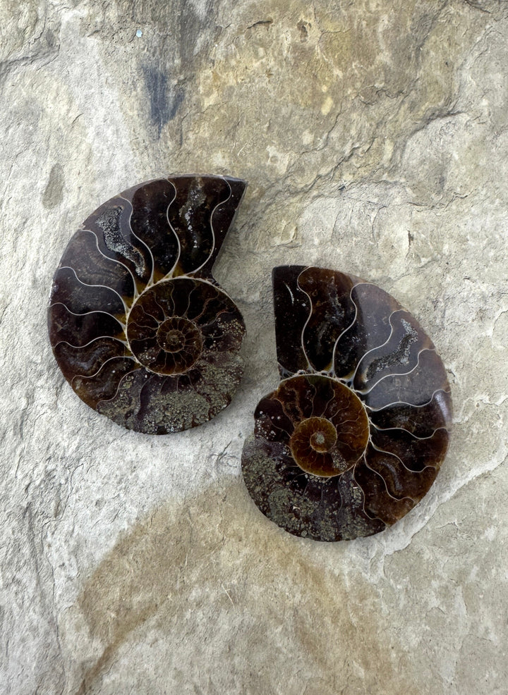 Ammonite Fossil Pair 28x39mm - Simbercite Ammonite