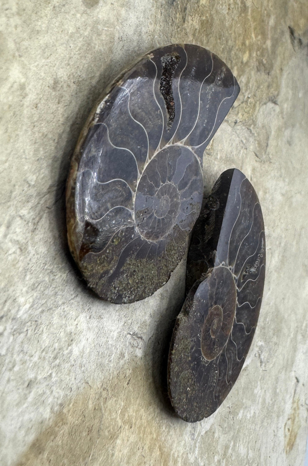 Ammonite Fossil Pair 28x39mm - Simbercite Ammonite