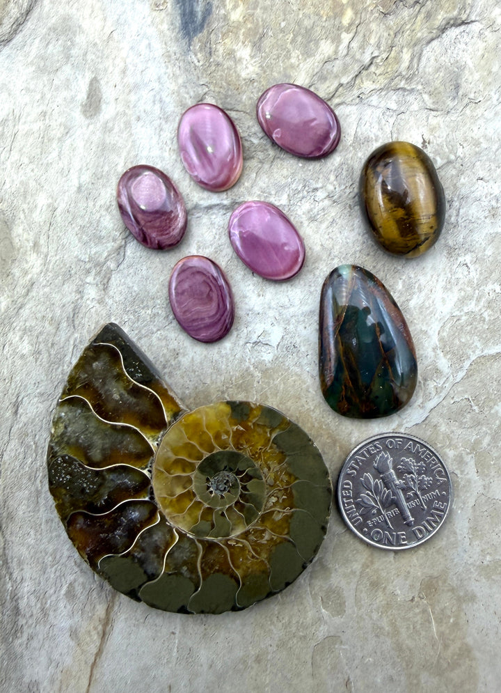 CLOSEOUT LOT of 8 Cabochons Lion’s Paw Ammonite Tiger’s Eye