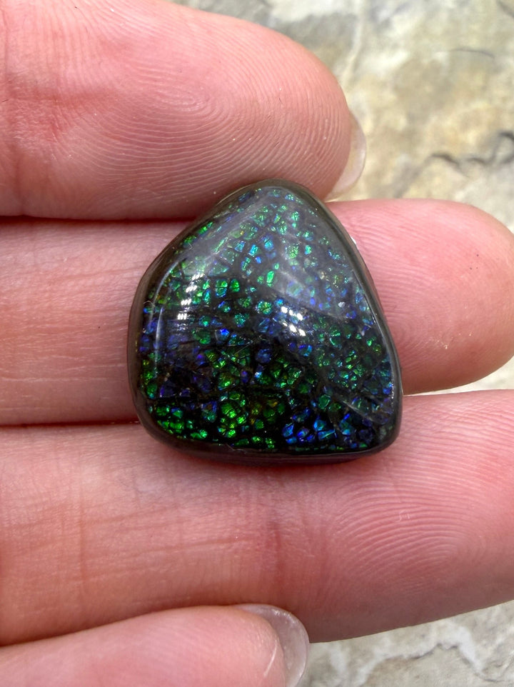 Dark Blue/Green Ammolite (Canada) Freeform Cabochon 19x20mm