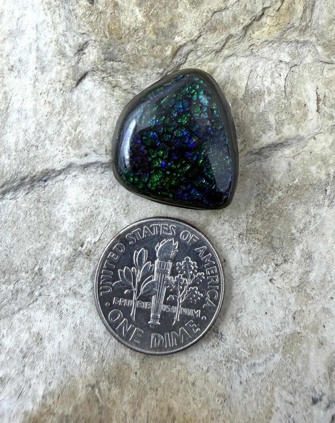 Dark Blue/Green Ammolite (Canada) Freeform Cabochon 19x20mm