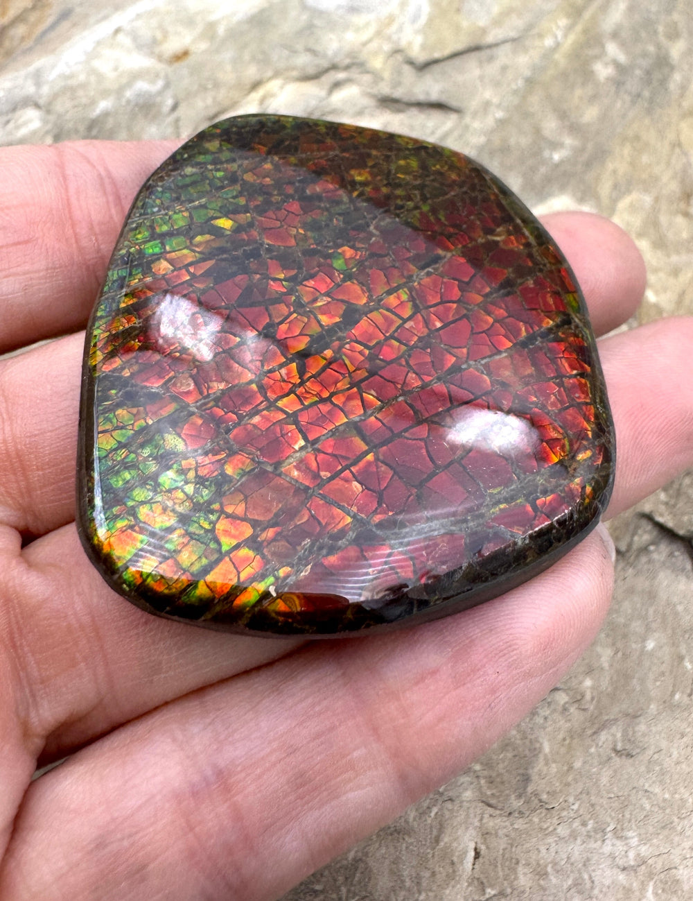 Flashy Ammolite (Canada) BIG Freeform Cabochon 35x45mm 173