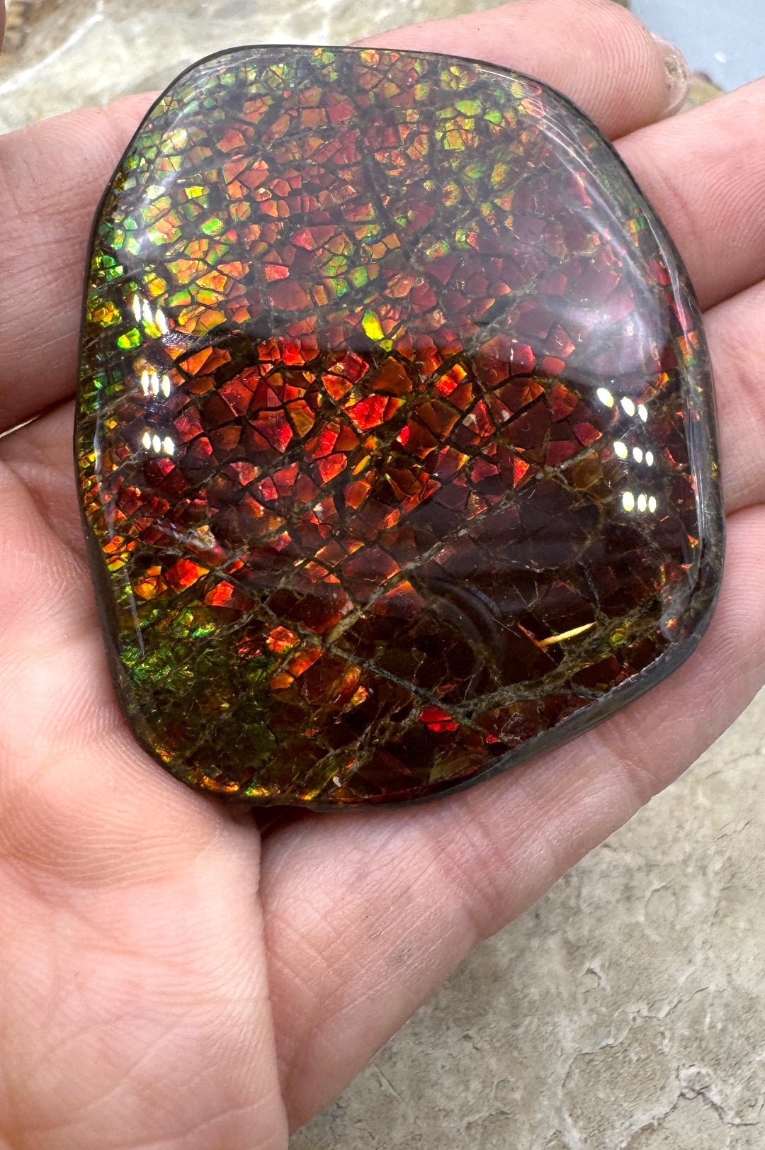 Flashy Ammolite (Canada) BIG Freeform Cabochon 35x45mm 173