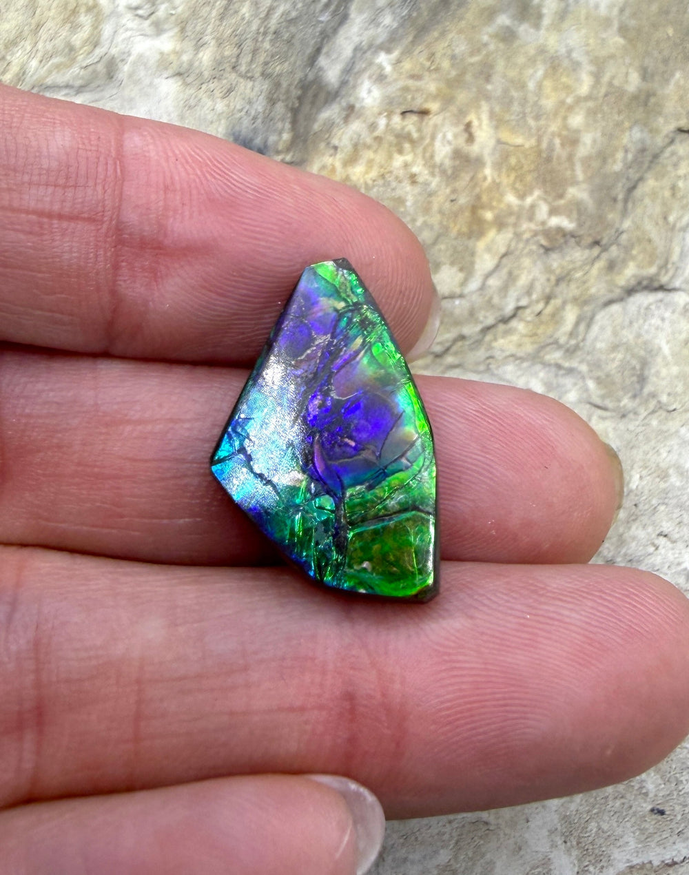 Flashy Ammolite (Canada) Freeform Cabochon 14x23mm (Rare