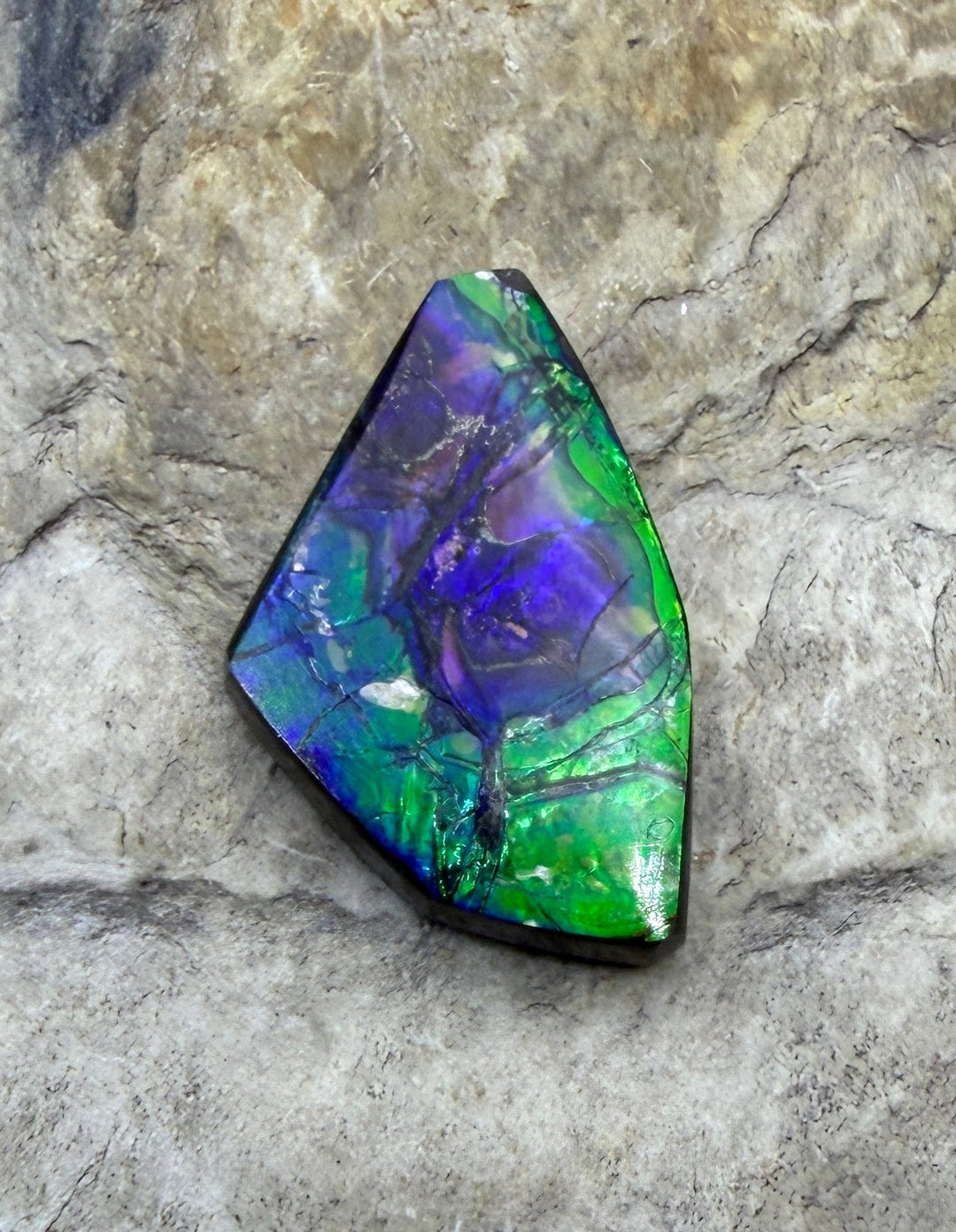 Flashy Ammolite (Canada) Freeform Cabochon 14x23mm (Rare