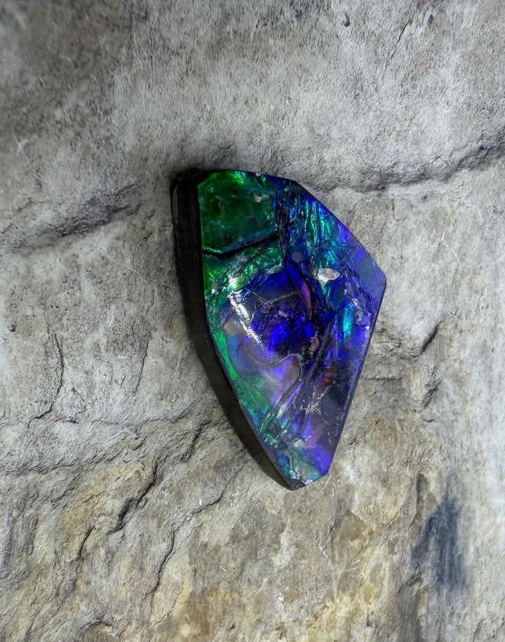Flashy Ammolite (Canada) Freeform Cabochon 14x23mm (Rare