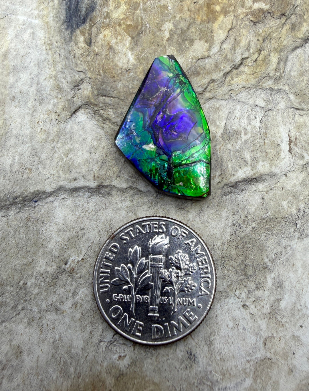 Flashy Ammolite (Canada) Freeform Cabochon 14x23mm (Rare