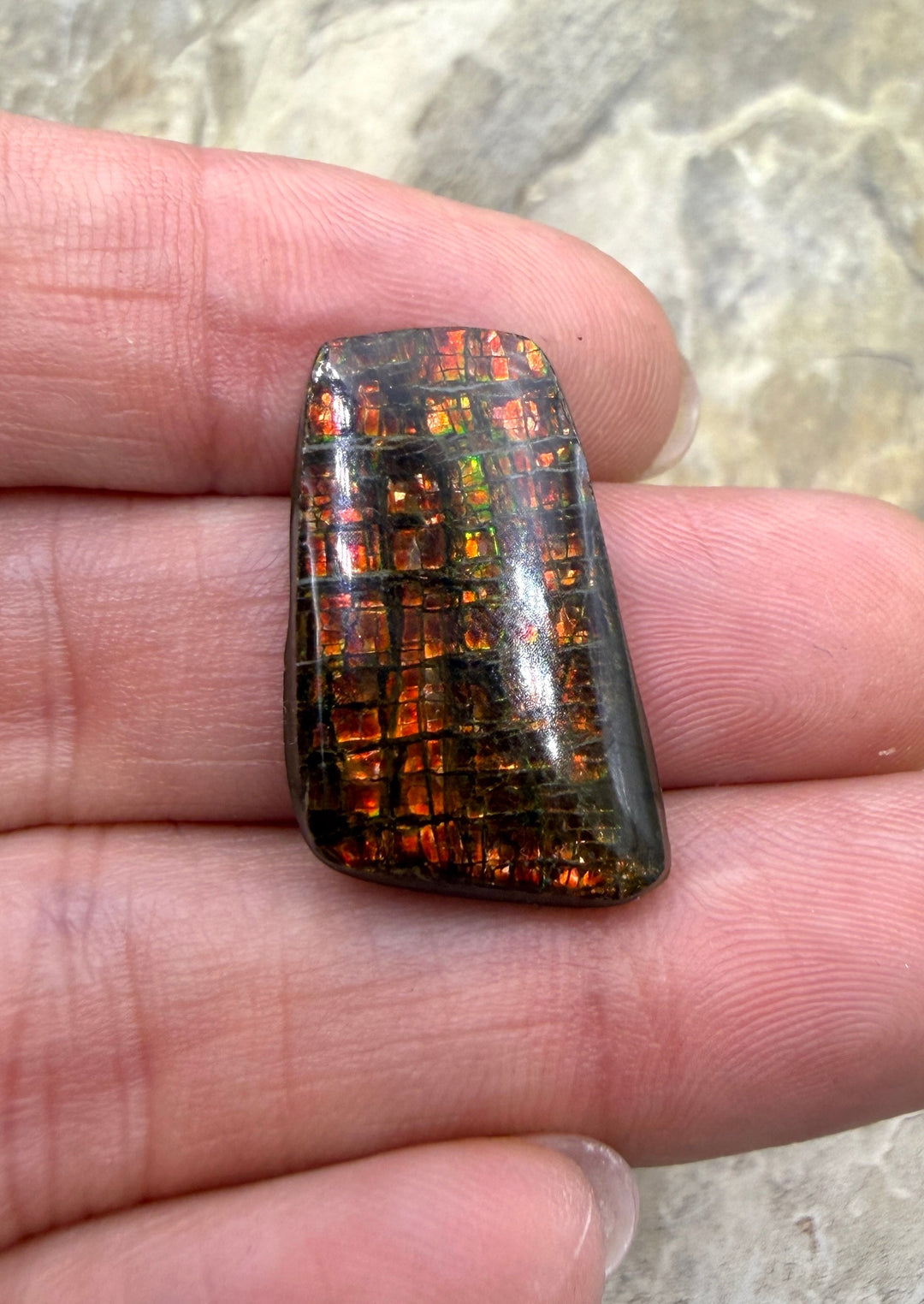 Flashy Ammolite (Canada) Freeform Cabochon 15x29mm