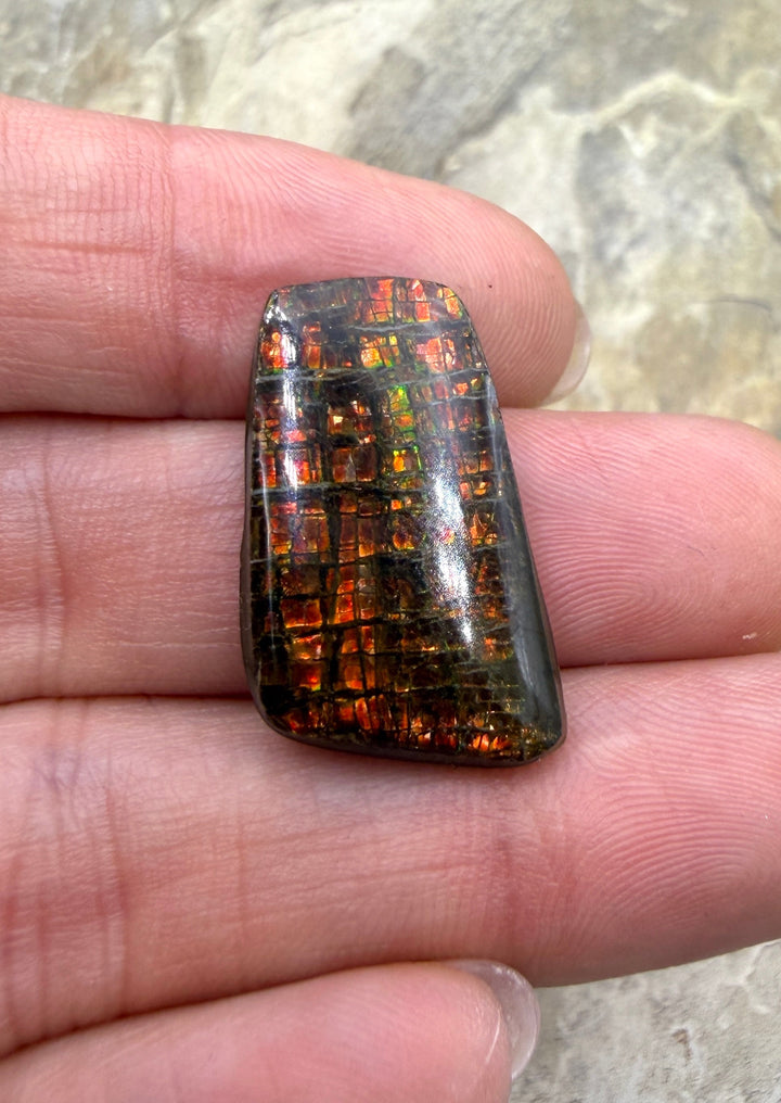 Flashy Ammolite (Canada) Freeform Cabochon 15x29mm