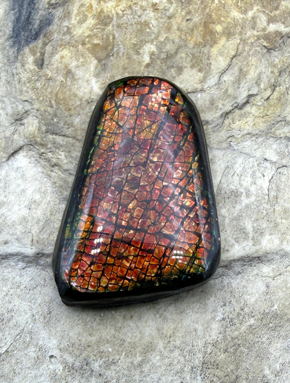 Flashy Ammolite (Canada) Freeform Cabochon 17x26mm