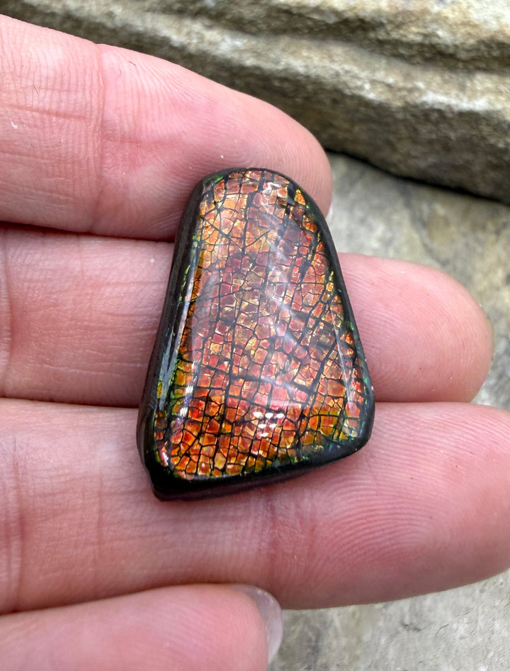Flashy Ammolite (Canada) Freeform Cabochon 17x26mm
