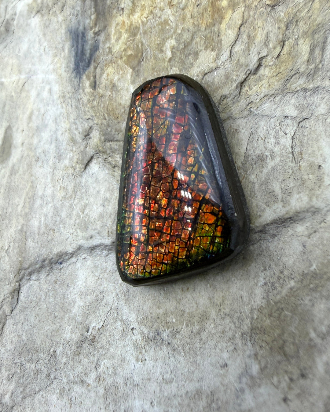 Flashy Ammolite (Canada) Freeform Cabochon 17x26mm