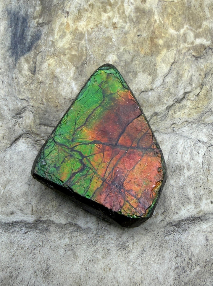 Flashy Ammolite (Canada) Freeform Cabochon 18x22mm