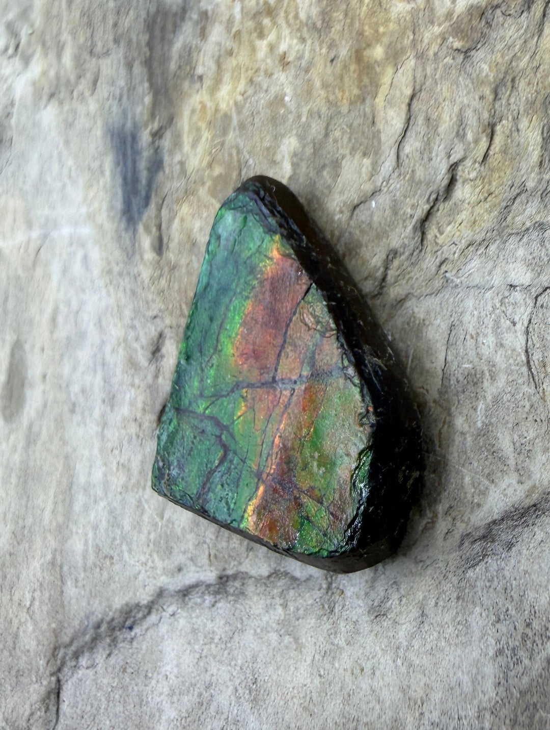 Flashy Ammolite (Canada) Freeform Cabochon 18x22mm
