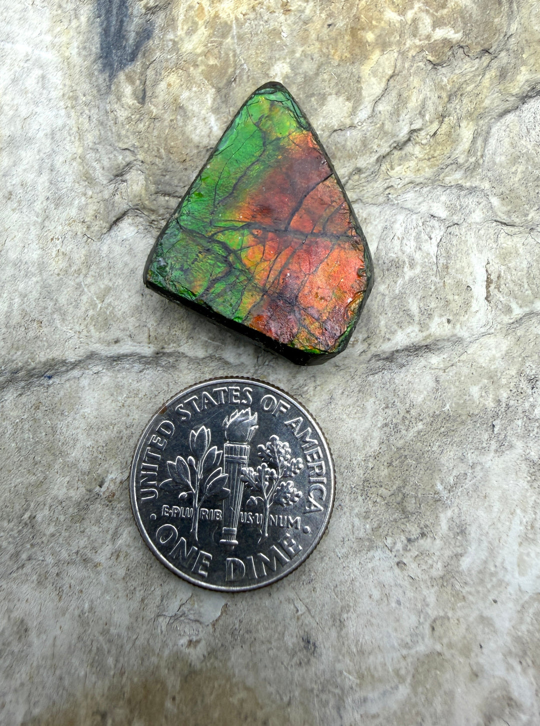 Flashy Ammolite (Canada) Freeform Cabochon 18x22mm