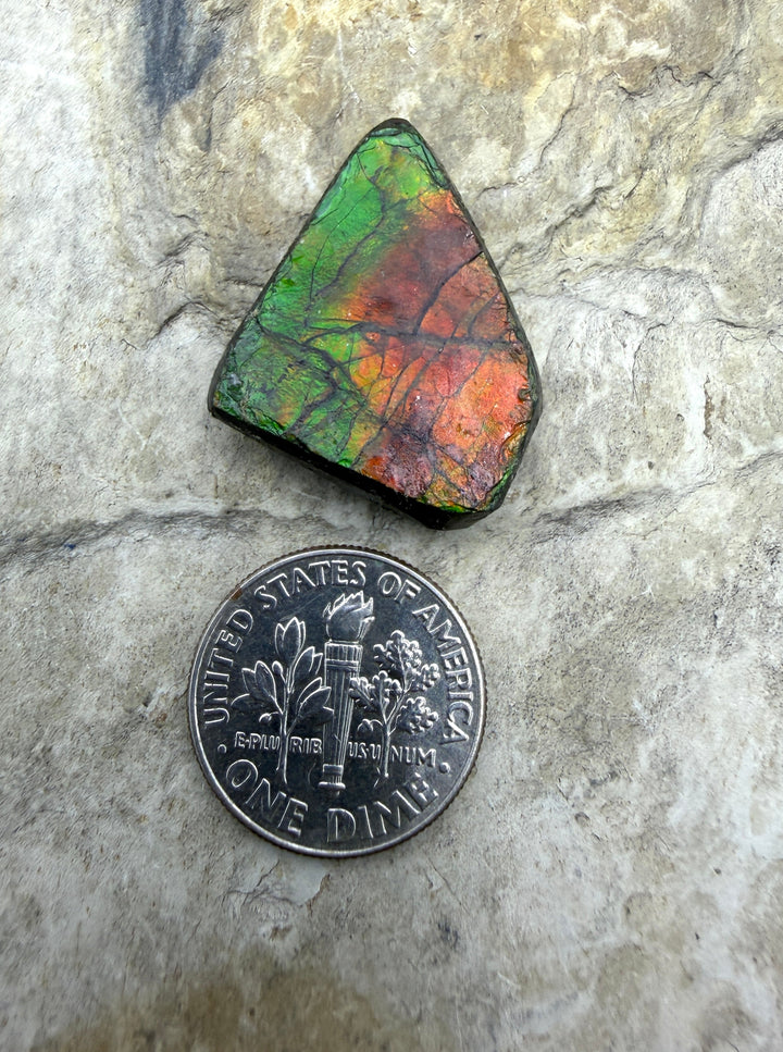 Flashy Ammolite (Canada) Freeform Cabochon 18x22mm