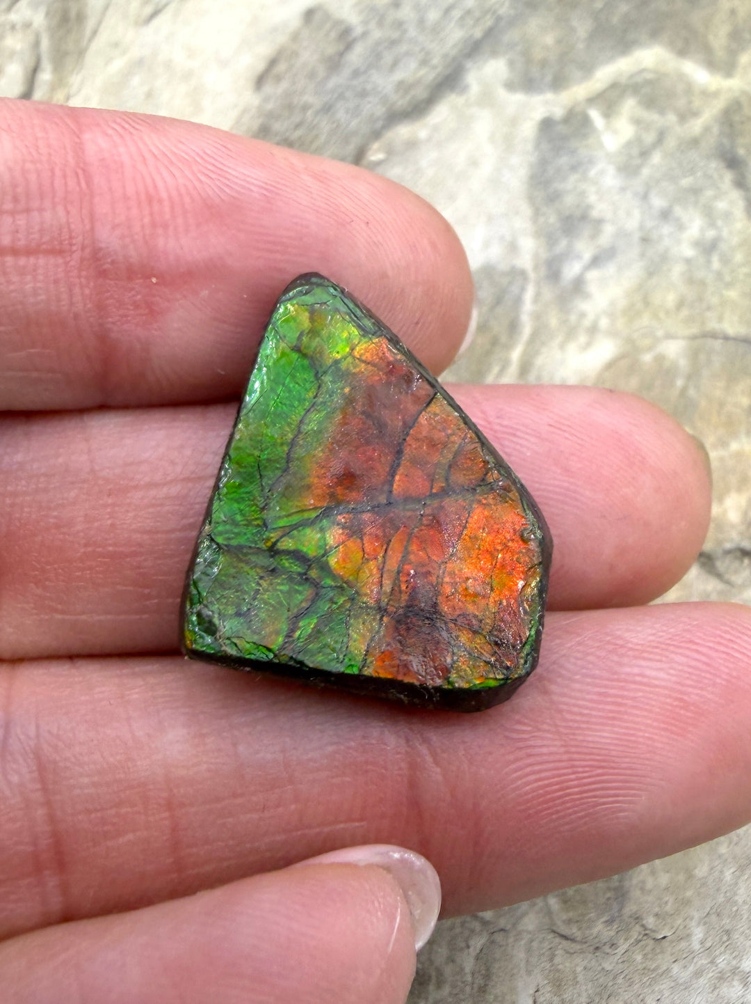 Flashy Ammolite (Canada) Freeform Cabochon 18x22mm