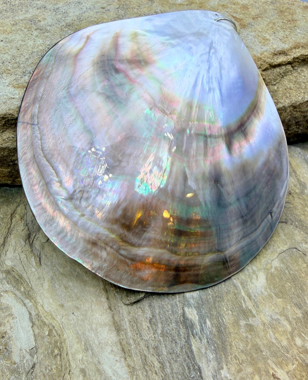 FRIDAY BARGAIN BUY HUGE Sea Shell Pendant 89mm - Mixed Lot