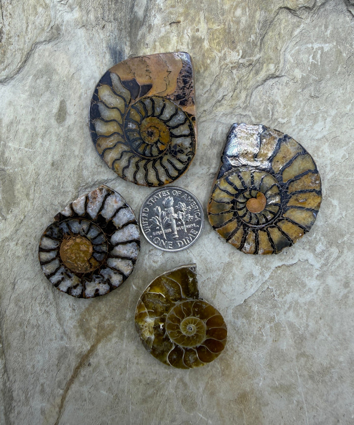 FRIDAY BARGAIN BUY LOT of 4 Natural Ammonite Fossil Halves