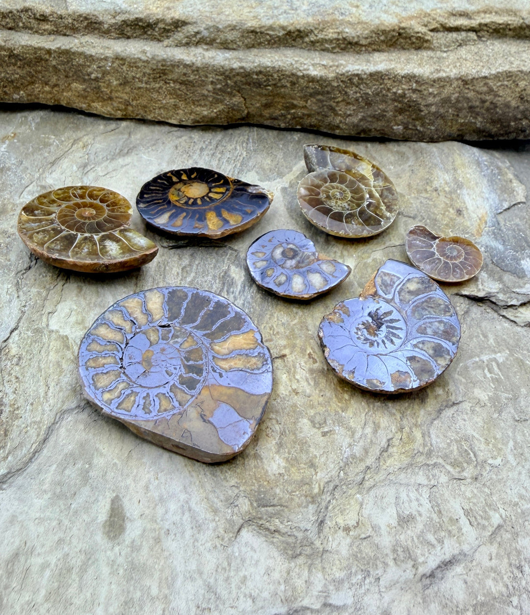 FRIDAY BARGAIN BUY LOT of 7 Ammonite Fossils - Mixed Lot