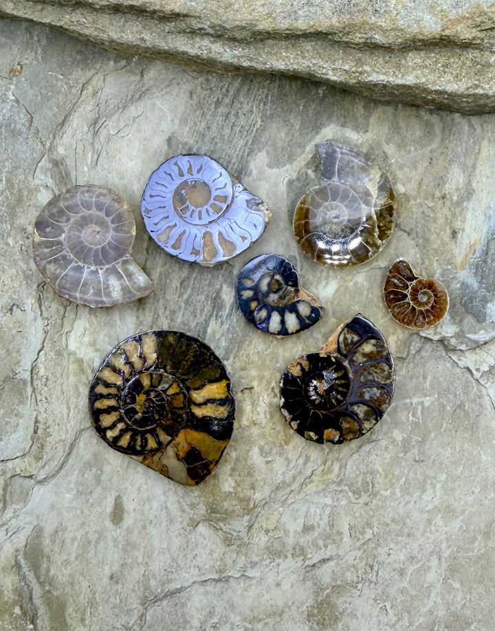 FRIDAY BARGAIN BUY LOT of 7 Ammonite Fossils - Mixed Lot