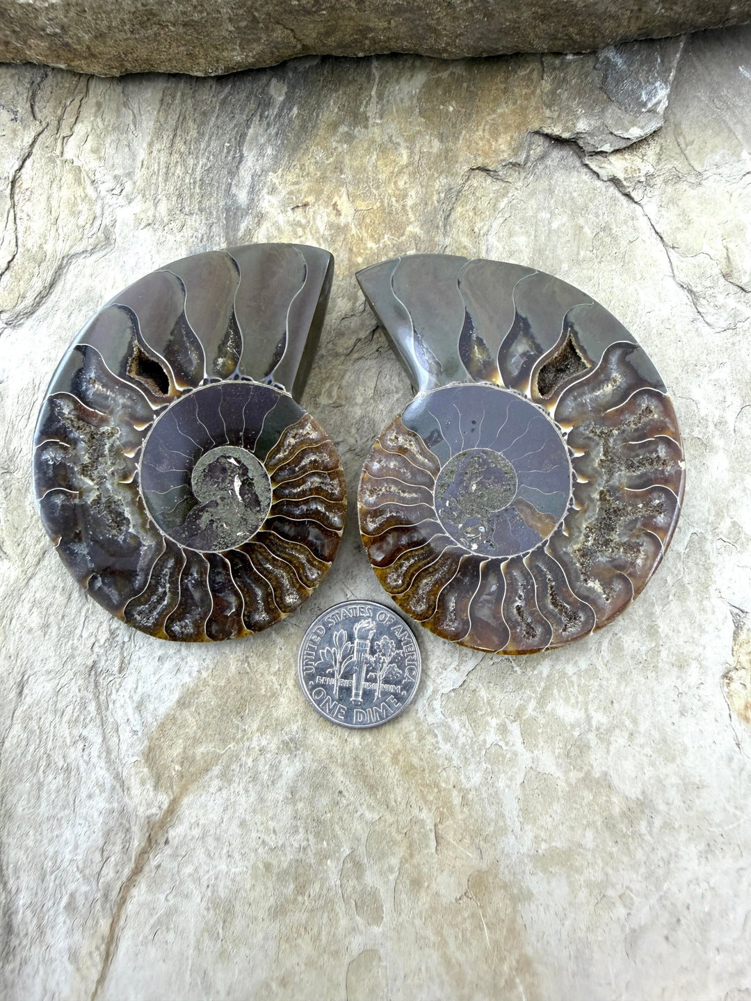 Natural Ammonite Fossil Pair 48x60mm - Simbercite Ammonite