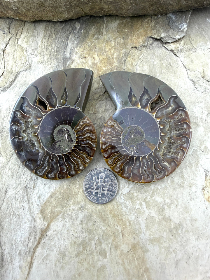Natural Ammonite Fossil Pair 48x60mm - Simbercite Ammonite