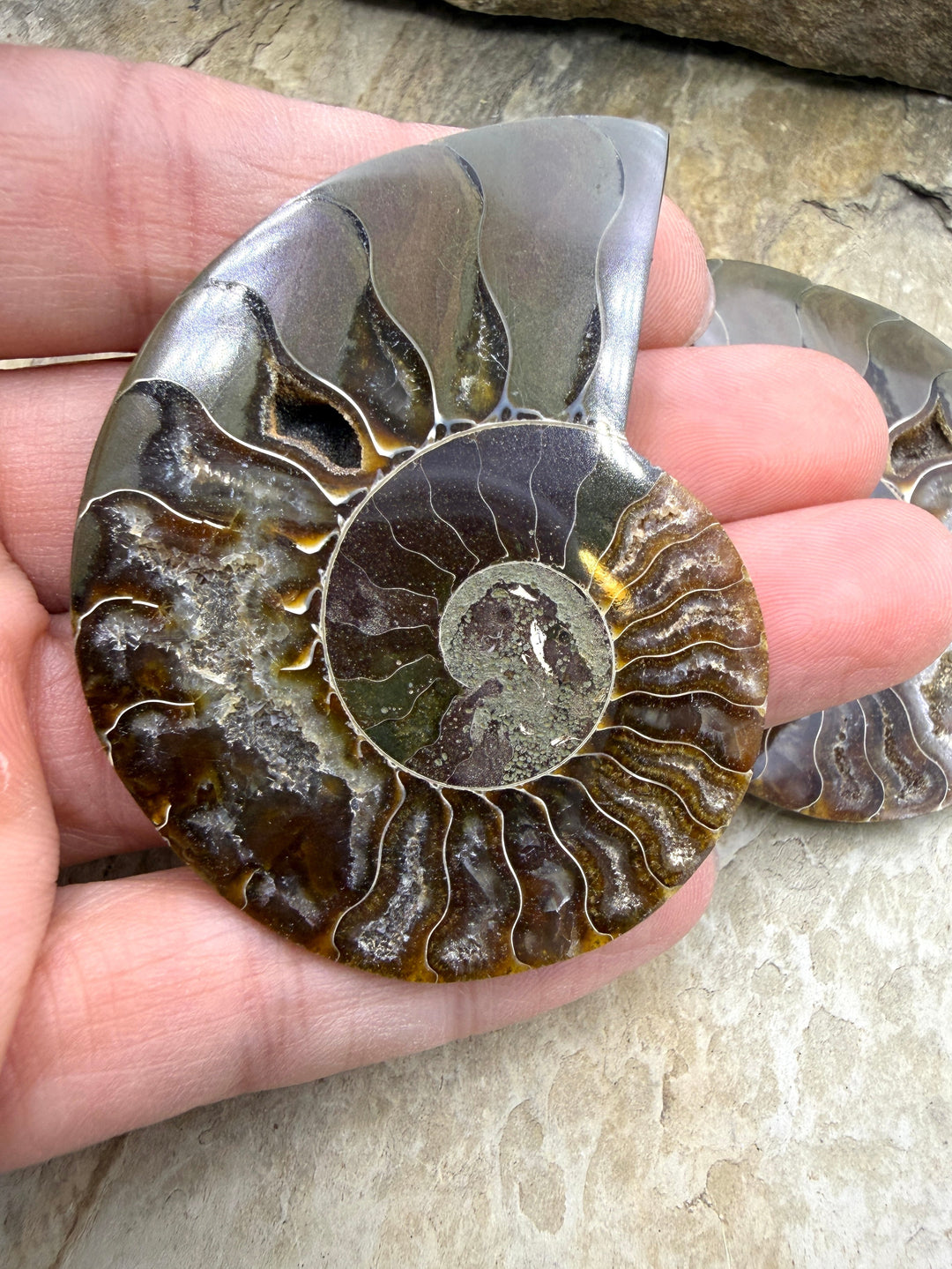 Natural Ammonite Fossil Pair 48x60mm - Simbercite Ammonite