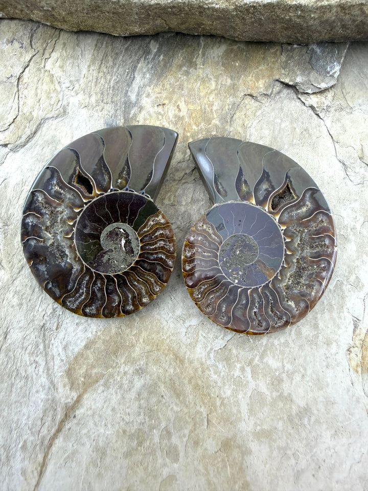 Natural Ammonite Fossil Pair 48x60mm - Simbercite Ammonite