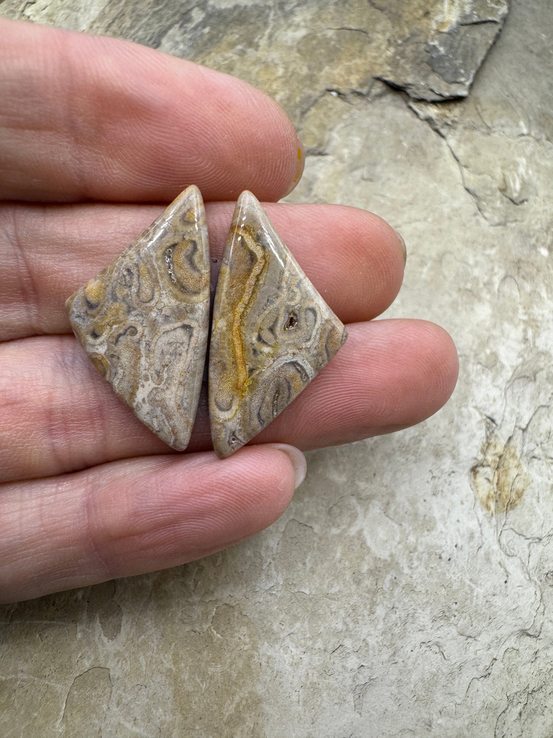 Natural Fossilized Tree Fern Cabochon Pair 15x29mm