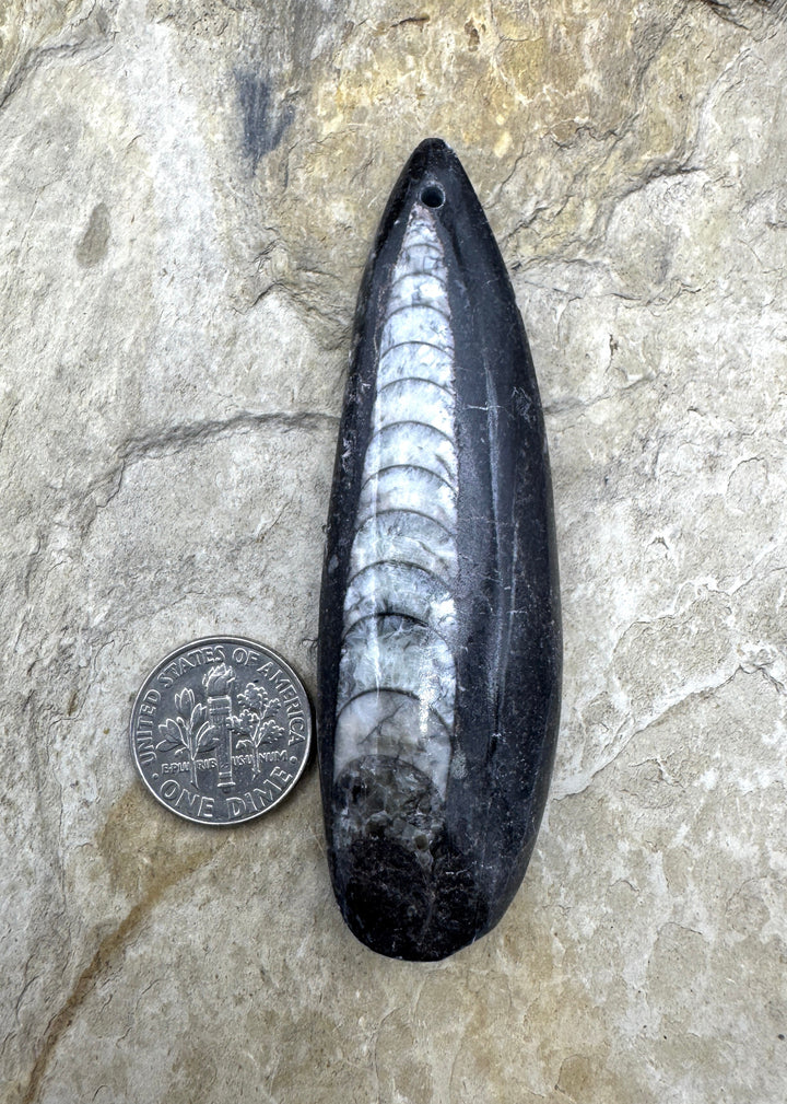 Orthoceras Fossil HUGE Focal Pendant Bead 23x75mm (Large