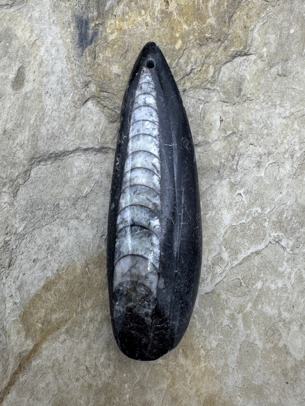 Orthoceras Fossil HUGE Focal Pendant Bead 23x75mm (Large