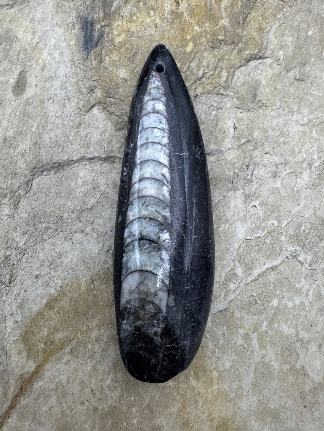 Orthoceras Fossil HUGE Focal Pendant Bead 23x75mm (Large