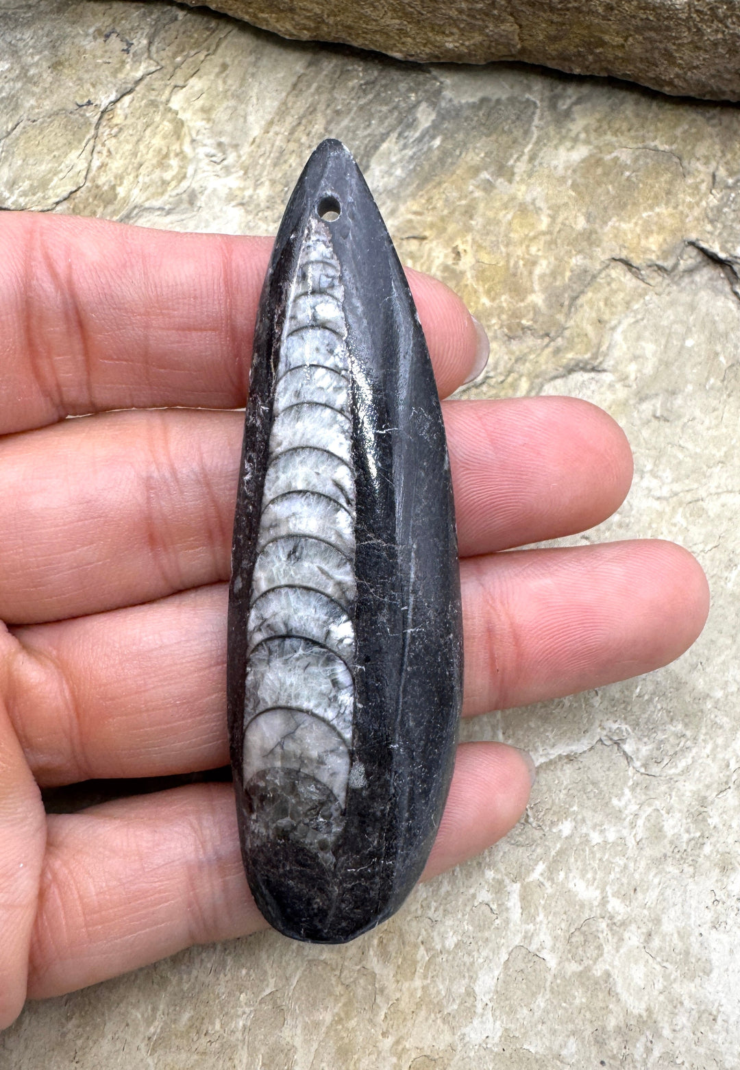 Orthoceras Fossil HUGE Focal Pendant Bead 23x75mm (Large