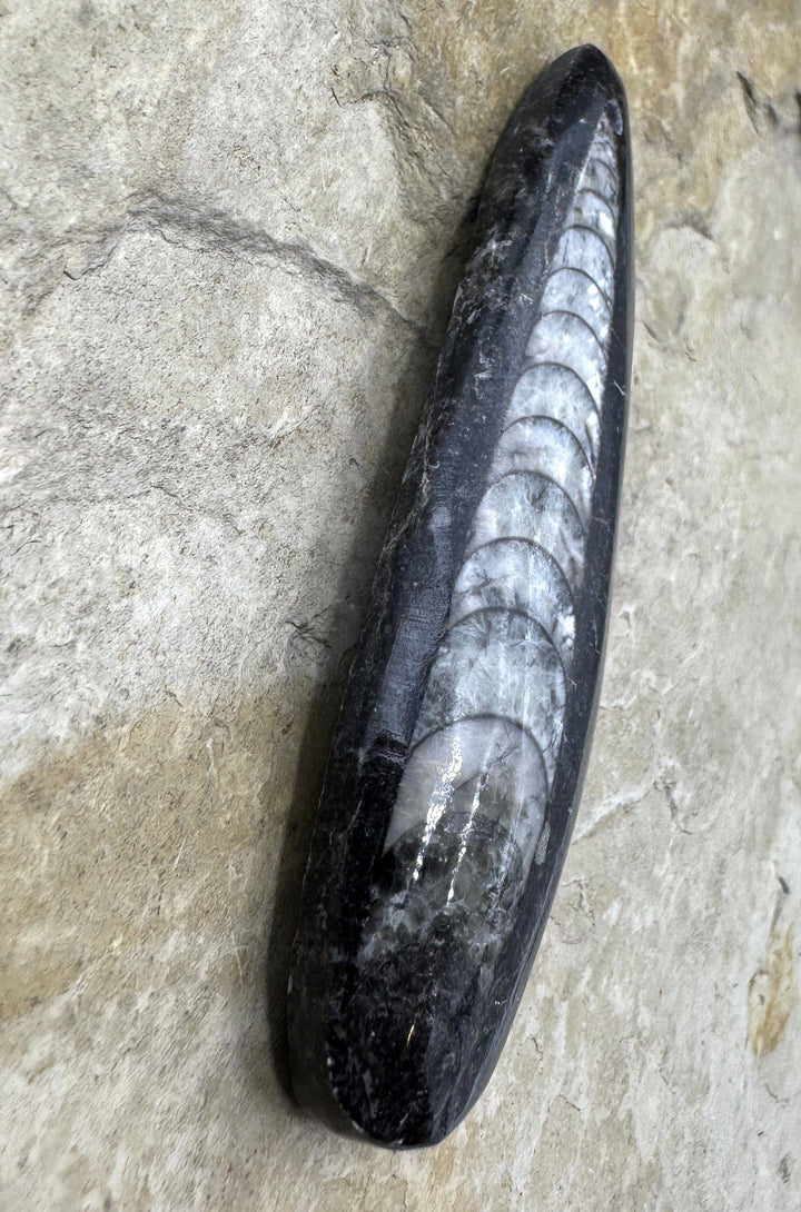 Orthoceras Fossil HUGE Focal Pendant Bead 23x75mm (Large