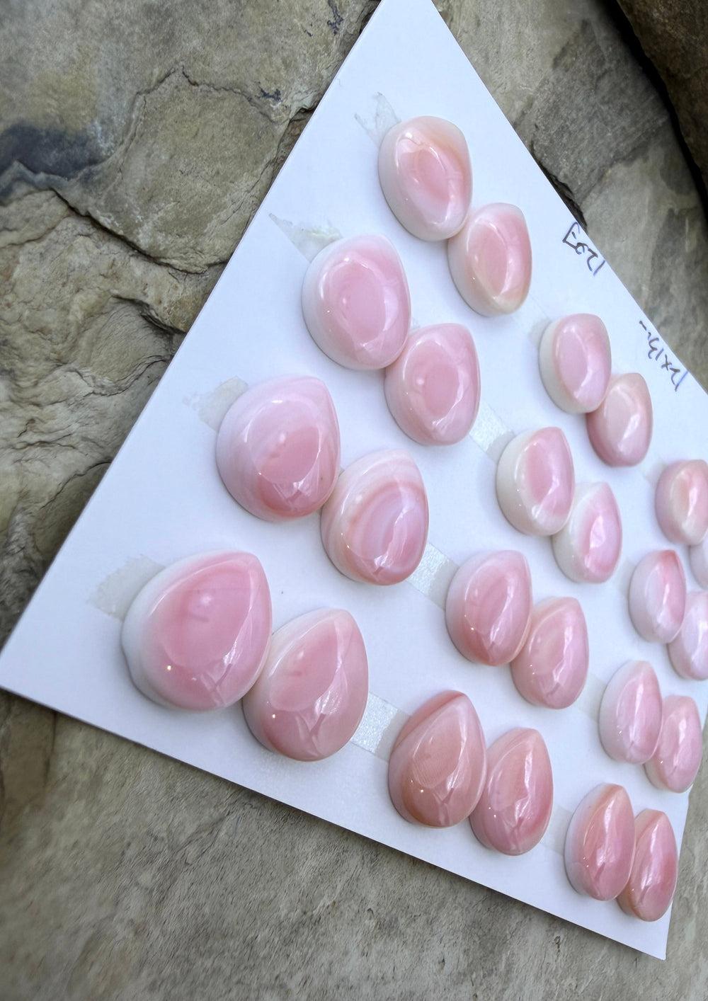Pink Queen Conch 12x13mm Calibrated Teardrop Cabochons